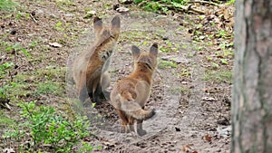 Wary fox cubs near burrow