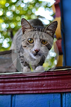 Wary grey mongrel cat before jumping from a fence