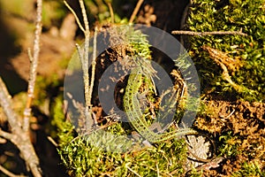 Wary lizard basks in the sun near its burrow