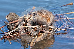 Wary Muskrat on His Lodge