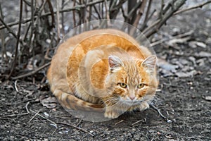 A wary red cat on the street.