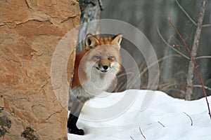 Wary red fox
