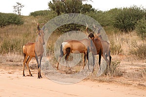 Wary Red Hartebeest photo