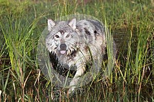 Wary Wolf