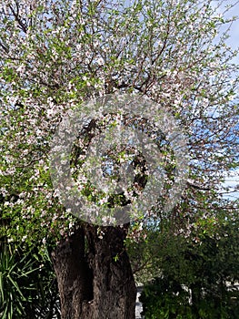 Almonds tree