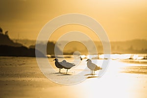 Vogelbeobachtung auf der Strand aus Bucht 