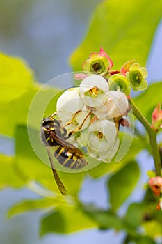 Wasp on flower of Blueberry photo