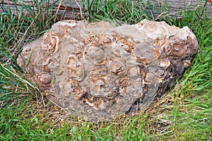 Large fossil rock found in Shell, Wyoming has round impressions of sea creatures.