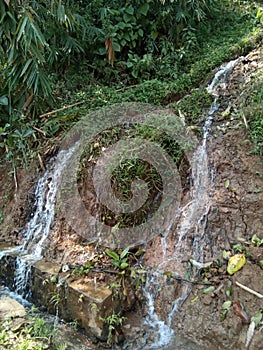 It was found that clean springs emerged from the thick bamboo trees