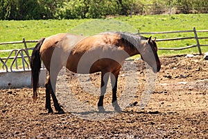 Horses grazing on the american pasture photo