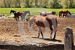 HORSES AT ALL ANGLES photo