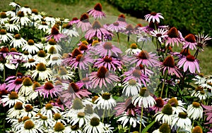 It was originally used by Native Americans, who applied root escapes to wounds, insect bites and stings, and snake bites. They rin