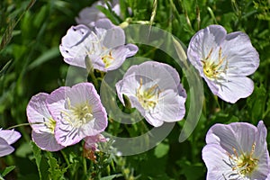 Wildflowers in East Texas