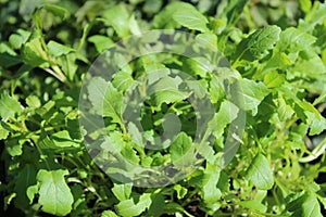 Wasabi arugula