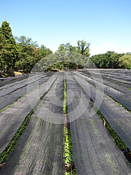 Wasabi Farm