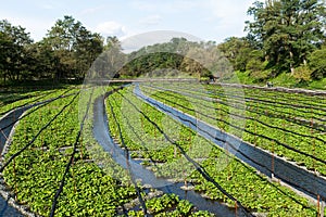 Wasabi field
