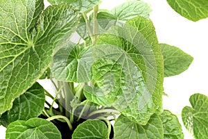 Wasabi leaves