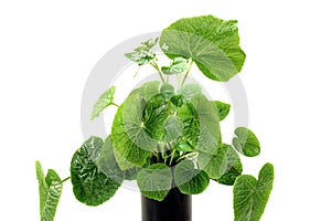 Wasabi leaves with white blossoms