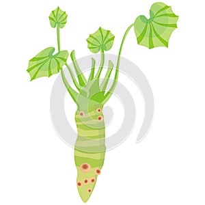 Wasabi plant photo