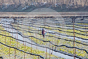 Wasabi plantation field. Green wasabi plants in wasabi farm. Wasabi plant farm in winter.