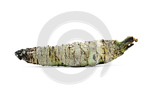 Wasabi root isolated on white background