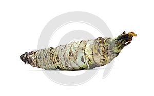 Wasabi root isolated on white background photo