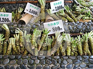 Wasabi root for sale photo