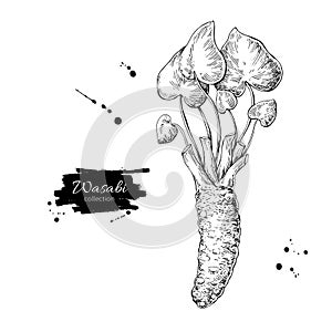 Wasabi root vector drawing. Hand drawn plant botanical sketch. Sushi ingredient.