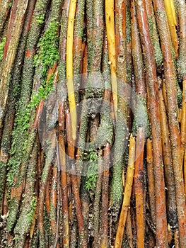 Wasai Tree with red roots in the Rainforest