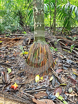 Wasai Tree with red roots in the Rainforest