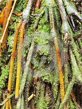 Wasai Tree with red roots in the Rainforest