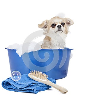 Wash the dog