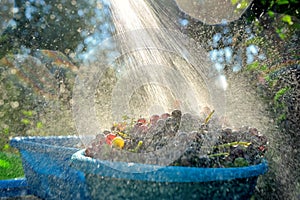 Wash grapes under running water in a bowl