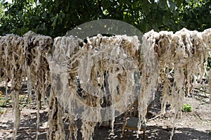Wash six sheep dries on the rope in the yard of the rural house