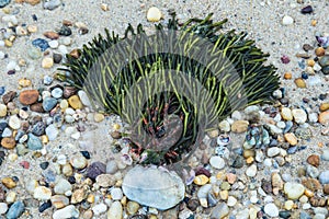 Washed ashore seaweed on a rocky beach