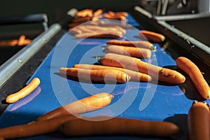 Washed Carrots Moving on Blue Conveyor Belt in Food Processing Plant