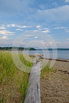 Washed Drift wood litters the beach on the Penobscot river in Ma