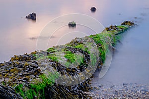 Washed Drift wood litters the beach on the Penobscot river in Ma