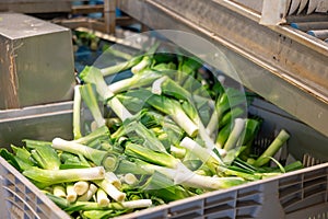 Washed green onions unloaded into plastic box from conveyor sorting line
