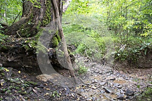 Washed out roots near creek