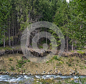 Washed-out roots of trees at a brookside