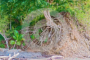 Washed out tree roots on the rock