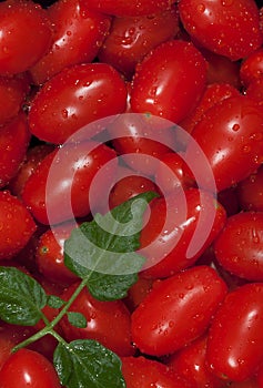 Washed Red Grape Tomatoes