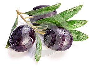 Washed ripe black olive berries on olive twig on white background