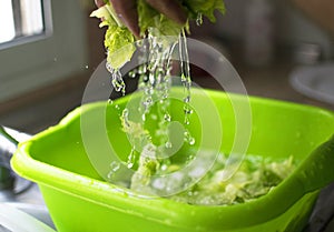 Washed and sanitized lettuce. Drops of water and pieces of lettuce in motion
