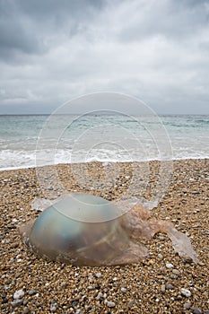 Washed up Barrell Jellyfish