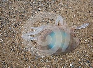 Washed up and beached Barrell Jellyfish