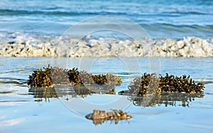Washed up bladder wrack seaweed Fucus vesiculosus, photo