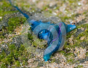 Washed up Blue bottle in seaweed