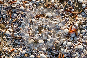 Washed up seashells cover sand on beach